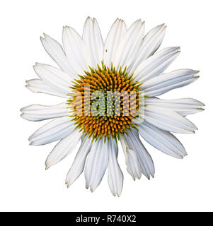 White echinacea flower isolated on white background, closeup Stock Photo