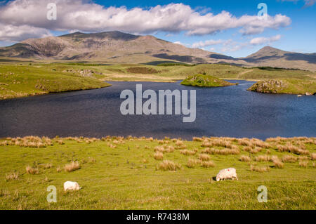 Snowdon mountain rises from the shores of Llyn y Dywarchen, a small lake ar Rhyd-Ddu in Snowdonia National Park, North Wales. Stock Photo