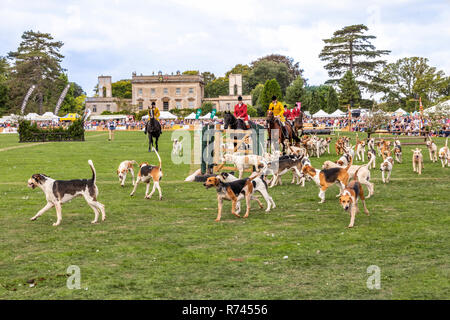 Mass Parade of Hounds at the 2018 Frampton Country Fair held at  Frampton Court, Frampton on Severn, Gloucestershire UK Stock Photo