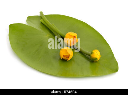 Nuphar lutea, Yellow Water-lily, Brandy-Bottle. Isolated on white background. Stock Photo