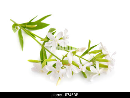 Saponaria officinalis, soapwort, bouncing-bet, crow soap, wild sweet William,  and soapweed. Isolated. Stock Photo