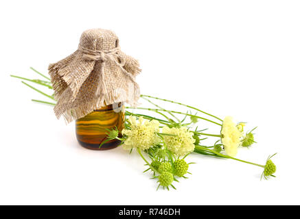 Scabiosa ochroleuca, commonly called cream pincushions or cream scabious. Isolated. Stock Photo