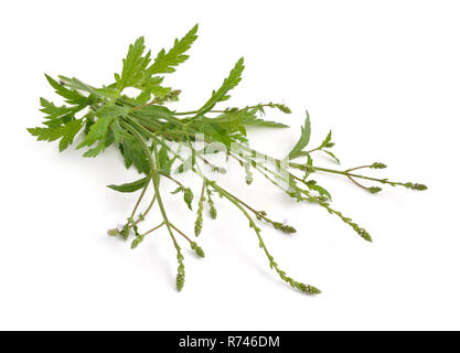 Verbena officinalis, the common vervain or common verbena. Isolated. Stock Photo