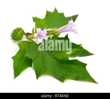Datura, daturas, devil's trumpets, angel's trumpets. Isolated on white background. Stock Photo