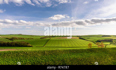 A patchwork of woodland and farm fields containing crops and cattle pastures covers the rolling chalk hills of the Dorset Downs as viewed from Maiden  Stock Photo
