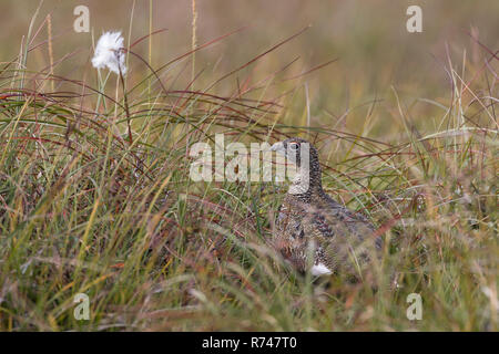 Alpen-Schneehuhn, Alpenschneehuhn, Schneehuhn, Lagopus muta, Lagopus mutus, ptarmigan, rock ptarmigan, Le Lagopède alpin