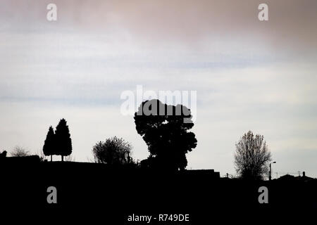 Various trees sillhouettes sit on a cloudy sky background. Copy space. Stock Photo