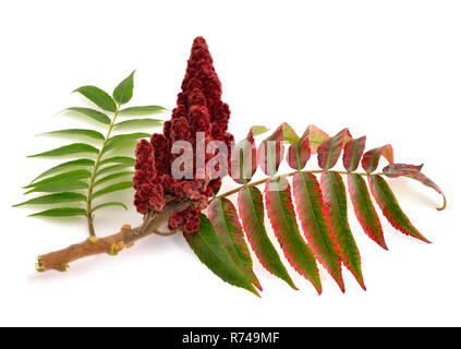 Drupes of a staghorn sumac isolated on white background. Stock Photo