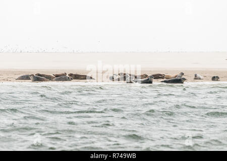 A group of seals are lying on a sandbank before the coast in the Waddensea in the Netherlands. Stock Photo