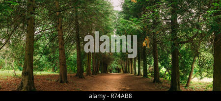 Walkway Lane Path Through Green Thuja Trees In Coniferous Forest. Beautiful Alley, Road In Park. Pathway, Natural Tunnel, Way Through Summer Forest. P Stock Photo