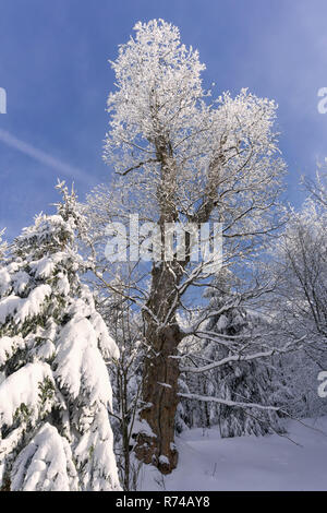 Old oak with branches covered with snow at the edge  of the forest against the blue sky. In the background a snowy forest. Winter in mountains. Stock Photo