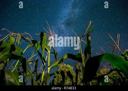 A field of corn and starry night sky with shooting star Stock Photo - Alamy