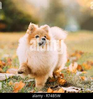 Young Red Puppy Pomeranian Spitz Puppy Dog Step Outdoor In Autumn Grass.