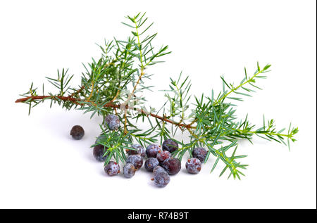 Juniper branch and berries isolated Stock Photo