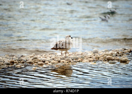 Mediterranean seagull walking on a pebble beach with water reflection Stock Photo