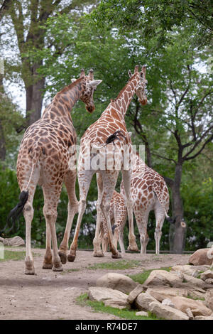Back view of family of giraffes walking in a park on a dirt, lined trees in the background Stock Photo