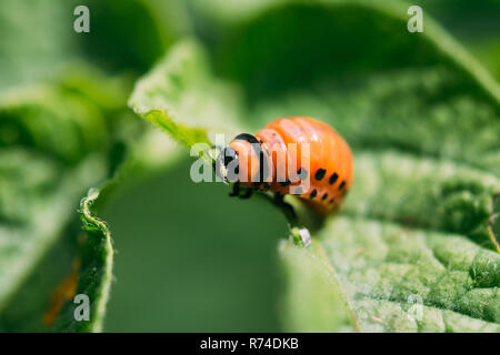 Larva Of Leptinotarsa Decemlineata eating potatoes leafs. Serious Pest Of Potato. Larva Of Colorado Potato Striped Beetle Stock Photo