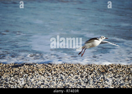 Bird by the Mediterranean sea on pebble beach taking off Stock Photo