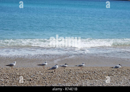 Four seagulls walking on a pebble beach with a blue sea as background Stock Photo
