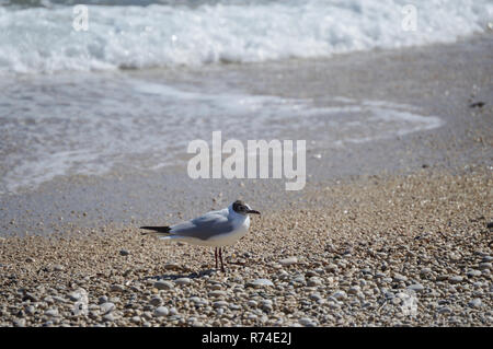 Mediterranean bird walking on a pebble beach with waves background Stock Photo