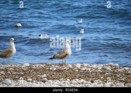 Mediterranean seagull walking on a pebble beach with background sea Stock Photo