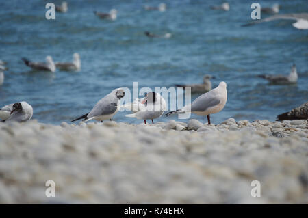 Mediterranean seagulls walking on a pebble beach Stock Photo