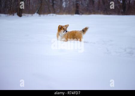 little cute corgi fluffy puppy at the outdoor close up portrait in winter day in sunset time