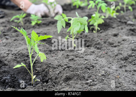 freshly planted tomato seedlings in the vegetable garden, selective focus on foreground Stock Photo
