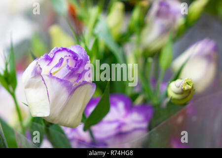 Purple rose bouquet for the bride on her special day. Stock Photo