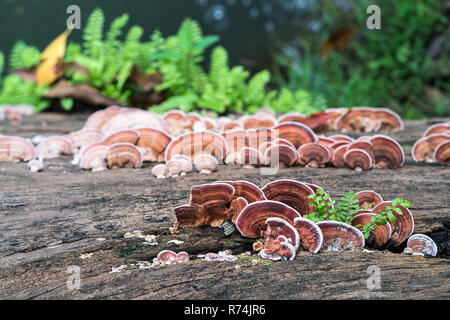 Close up shot of mushroom on wood Stock Photo