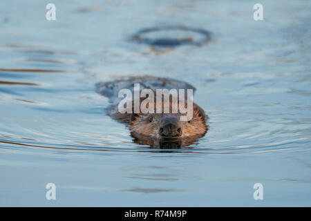 Close-up of beaver swimming by autumn maple leaves, Nova Scotia, Canada ...