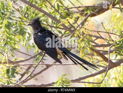 Levaillant's Cuckoo  (Clamator levaillantii) Stock Photo