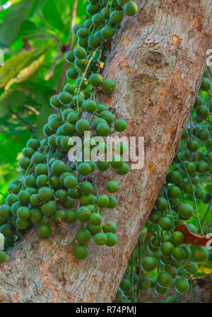 Green Baccaurea ramiflora fruit on tree,Thailand Stock Photo