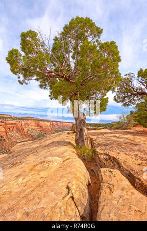 Utah Juniper Growing out from the Rocks Stock Photo