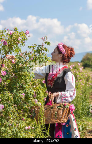 Woman dressed in a Bulgarian traditional folklore costume picking roses in a garden, as part of the summer regional ritual in Rose valley, Bulgaria. Stock Photo