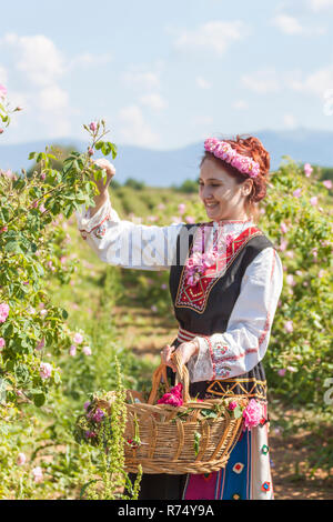 Woman dressed in a Bulgarian traditional folklore costume picking roses in a garden, as part of the summer regional ritual in Rose valley, Bulgaria. Stock Photo