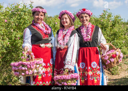 Women dressed in a Bulgarian traditional folklore costume picking roses in a garden, as part of the summer regional ritual in Rose valley, Bulgaria. Stock Photo