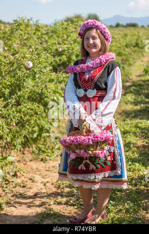 Woman dressed in a Bulgarian traditional folklore costume picking roses in a garden, as part of the summer regional ritual in Rose valley, Bulgaria. Stock Photo