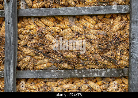 drying the maize in wooden boxes Stock Photo