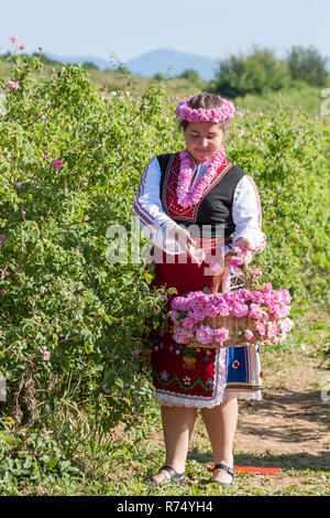 Woman dressed in a Bulgarian traditional folklore costume picking roses in a garden, as part of the summer regional ritual in Rose valley, Bulgaria. Stock Photo