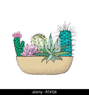 Succulent cactus collection in a ceramic pot. Agave, aloe, Saguaro, haworthia, Pachyphytum, prickly pear Stock Photo