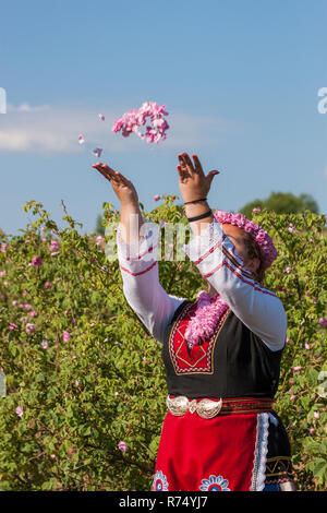 Woman dressed in a Bulgarian traditional folklore costume picking roses in a garden, as part of the summer regional ritual in Rose valley, Bulgaria. Stock Photo