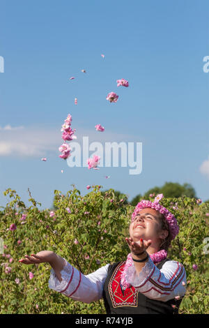 Woman dressed in a Bulgarian traditional folklore costume picking roses in a garden, as part of the summer regional ritual in Rose valley, Bulgaria. Stock Photo