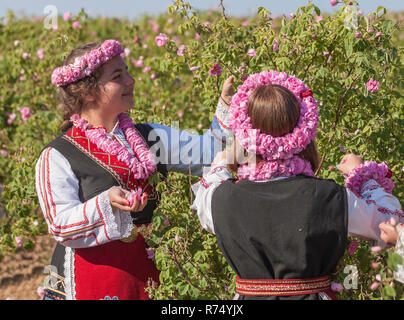 Women dressed in a Bulgarian traditional folklore costume picking roses in a garden, as part of the summer regional ritual in Rose valley, Bulgaria. Stock Photo