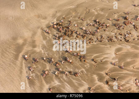 Lots of small sea shells washed up by the tide on a sandy beach. Stock Photo