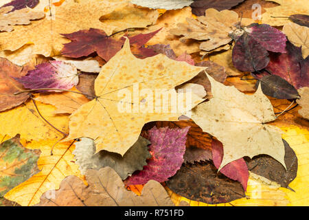 above view of various autumn fallen leaves Stock Photo