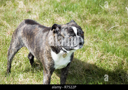 A cute French bulldog barking in a yard. Stock Photo