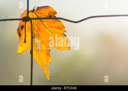 Yellow maple leaf symbolizes autumn. Acer. Beautiful close-up of the dry fallen leaf on a wire fence. Blurred natural background. Small depth of field. Stock Photo