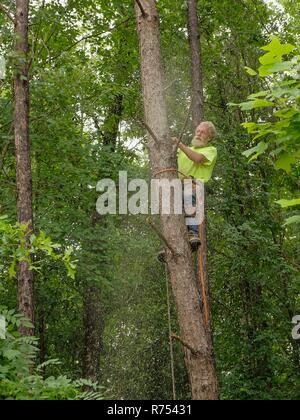 Tree trimmer climber tied to a pine tree finishes cutting down the top of the dead tree in Montgomery Alabama, USA.