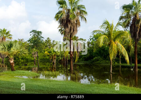 Cuban swamp - Peninsula de Zapata National Park / Zapata Swamp, Cuba Stock Photo